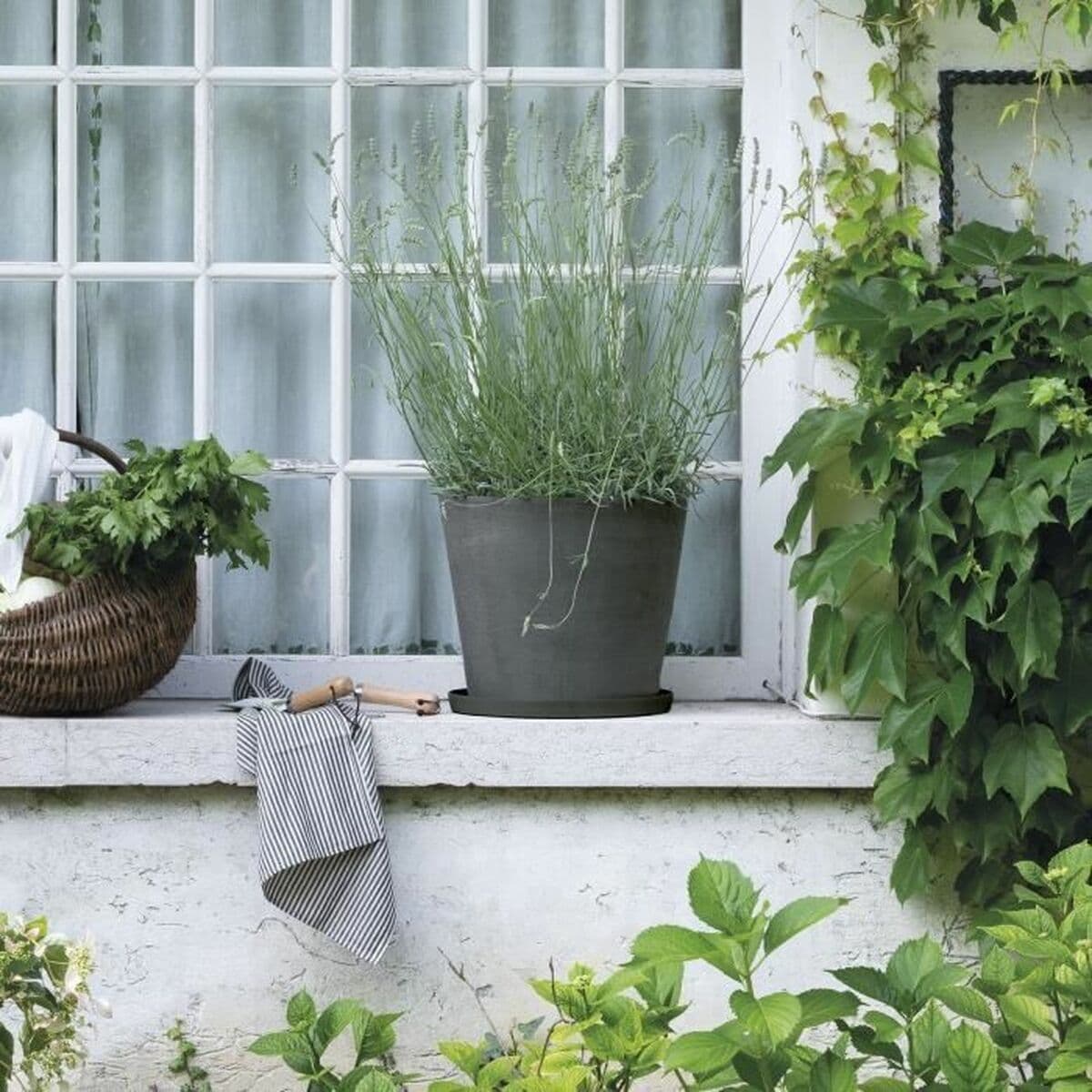 Krukfat Deroma — thumbnail 2