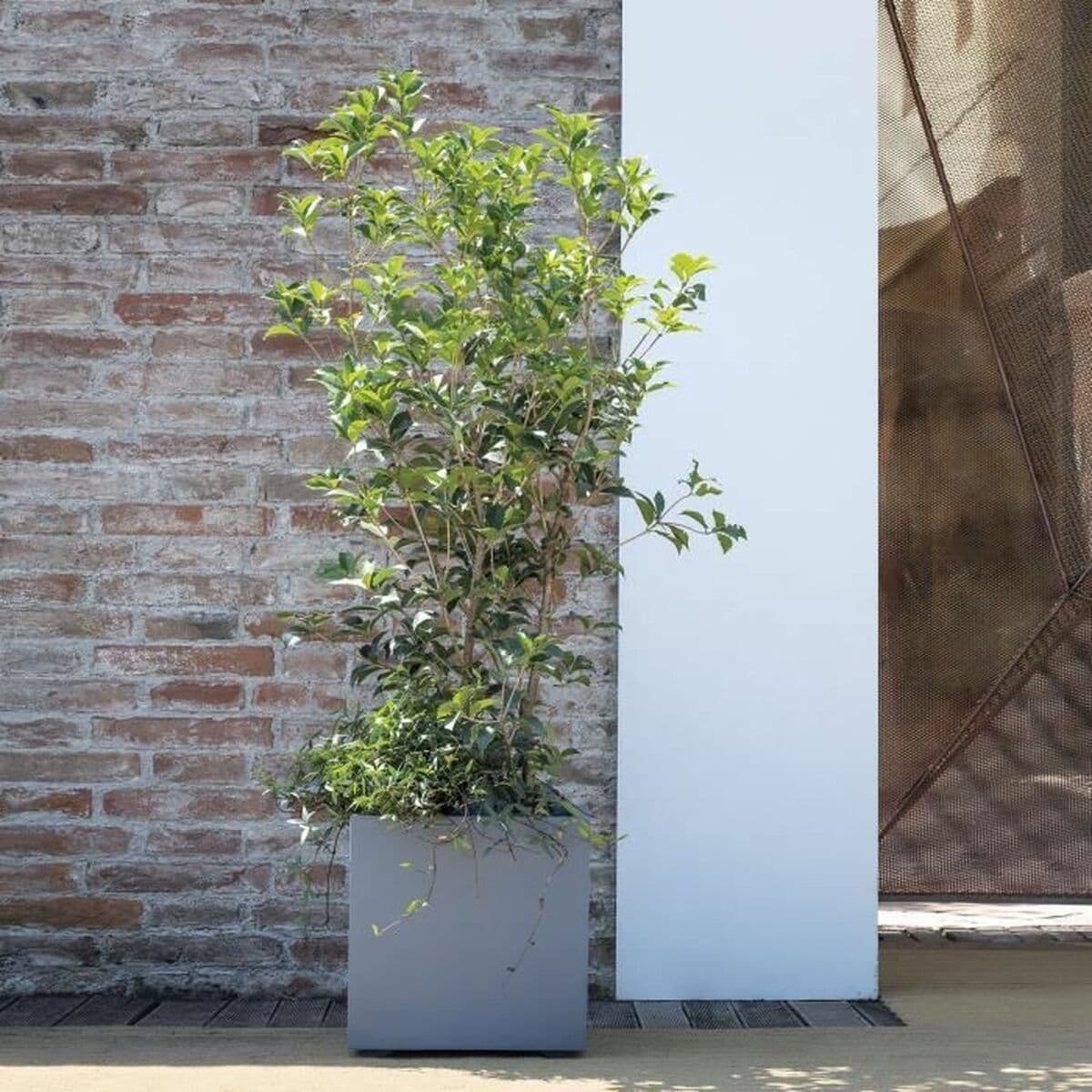 Kruka Deroma — thumbnail 4