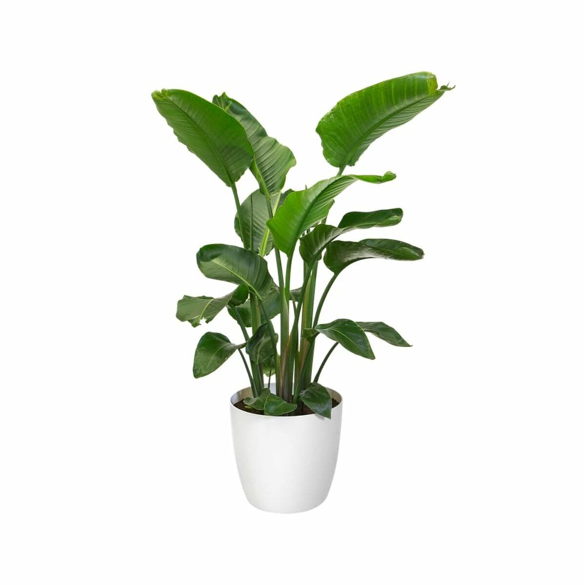 Krukset Elho Vit Plast Rund 2 Delar — thumbnail 4