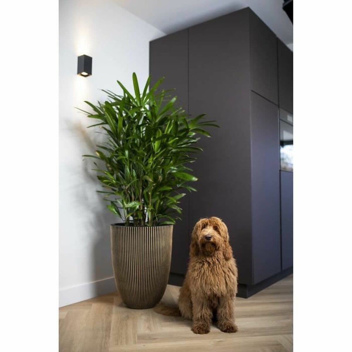 Kruka Capi Europe Gyllene Plast Rund Ø 27 cm — thumbnail 2